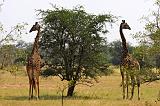 TANZANIA - Serengeti National Park - 468